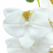 Dirbtinė orchidėjos šakelė Phaelaenopsis White H49cm
