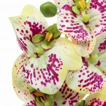 Dirbtinė orchidėjos šakelė Phaelaenopsis Green Pink H49cm