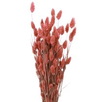 daiktų Phalaris blizgančios žolės džiovinti žiedai rožiniai 64cm 70g × 2vnt