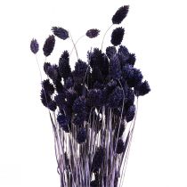 daiktų Phalaris Violetinė Džiovinta Žolė Blizga žolė 50-55cm 100g
