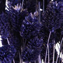 daiktų Phalaris Violetinė Džiovinta Žolė Blizga žolė 50-55cm 100g