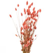 Phalaris rožinė blizgi žolė džiovinta sausa dekoracija 70cm 75g