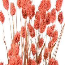 Phalaris rožinė blizgi žolė džiovinta sausa dekoracija 70cm 75g