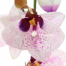 daiktų Dirbtinė orchidėja Phaleanopsis Balta, Violetinė 43cm