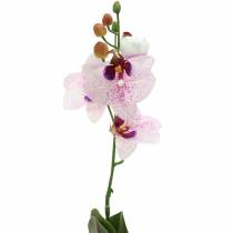Dirbtinė orchidėja Phaleanopsis Balta, Violetinė 43cm