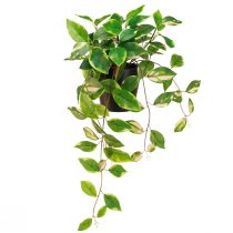 daiktų Philodendron Scindapsus su vazonu, lengvai prižiūrimas - idealiai tinka biure ir namuose 32cm