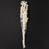daiktų Džiovintos balintos žibintų formos fizalis (Nicandra) 75-80cm 100g