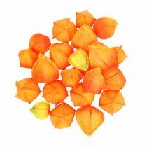 Physalis Orange Asorted 22vnt dirbtinių taurelių