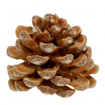 daiktų Kankorėžiai Pinus Kankorėžių kremas sumaišytas 5-18cm 25v