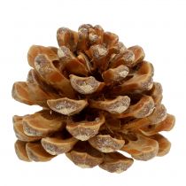 daiktų Kankorėžiai Pinus Kankorėžių kremas sumaišytas 5-18cm 25 vnt