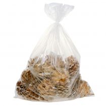 daiktų Kankorėžiai Pinus Kankorėžių kremas sumaišytas 5-18cm 25 vnt