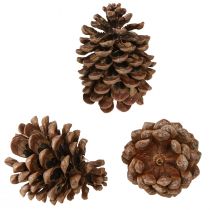 daiktų Pinus Pinea Real Cones Large Natural Pušis H10-12cm 50 vnt
