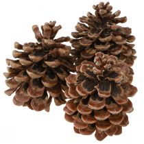 daiktų Pinus Pinea Real Cones Large Natural Pušis H10-12cm 50 vnt