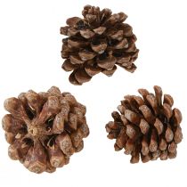 daiktų Pinus Pinea Medium Kankorėžiai Natūralūs 8-10cm 50 vnt