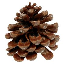 Pinus Pinea medium 10/14cm natural 50p