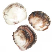 Capiz kriauklės, natūralūs moliuskų kriauklės, natūralūs daiktai perlamutrinė violetinė 4–16 cm 430 g