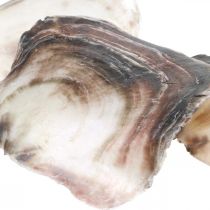 Capiz kriauklės, natūralūs moliuskų kriauklės, natūralūs daiktai perlamutrinė violetinė 4–16 cm 430 g