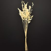 daiktų Plokščialapė žolė Chasmantium Champagne 70cm 10 vnt.