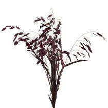daiktų Plokščiaaušė sausžolė Chasmantium violetinė 70cm 10 vnt.