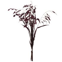 daiktų Plokščiaaušė sausžolė Chasmantium violetinė 70cm 10 vnt.