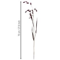 daiktų Plokščiaaušė sausžolė Chasmantium violetinė 70cm 10 vnt.