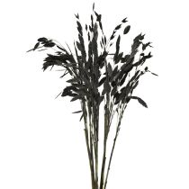 daiktų Plokščiaašė sausoji žolė Chasmantium Black 70cm 10 vnt.