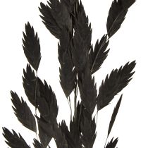 daiktų Plokščiaašė sausoji žolė Chasmantium Black 70cm 10 vnt.
