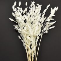 daiktų Plokščiaašė sausoji žolė Chasmantium White 70cm 10 vnt.