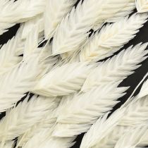 daiktų Plokščiaašė sausoji žolė Chasmantium White 70cm 10 vnt.