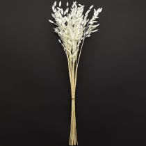daiktų Plokščiaašė sausoji žolė Chasmantium White 70cm 10 vnt.