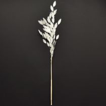 daiktų Plokščiaašė sausoji žolė Chasmantium White 70cm 10 vnt.