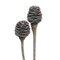 Platyspermum 25vnt. Skalbtas baltas