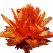 Plumosum 1 Apelsinų 25vnt