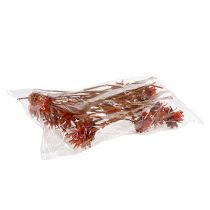 daiktų Plumosum 1 Oranžinė 25 vnt