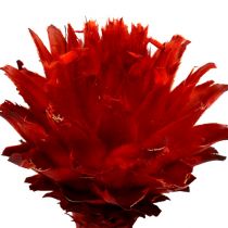 Plumosum 1 Red 25vnt