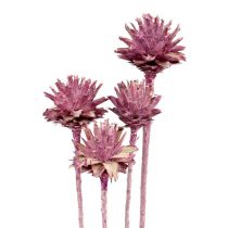 daiktų Leucospermum 1 gervuogė glazūra 25 vnt