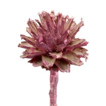 daiktų Leucospermum 1 gervuogė glazūra 25 vnt
