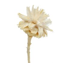 daiktų Plumosum 1 balintas 25 vnt