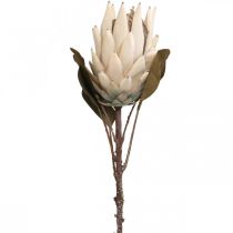 Protea dirbtinai išdžiūvęs Drylook Beige Brown Green 72cm