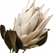Protea dirbtinai išdžiūvęs Drylook Beige Brown Green 72cm