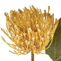 daiktų Dirbtinės protea smeigtukų pagalvėlės Leucospermum geltonos 30 cm 6 vnt.