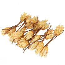 daiktų Baltymų džiovintas Repens kremas 1-as pasirinkimas 10-12cm 25 vnt