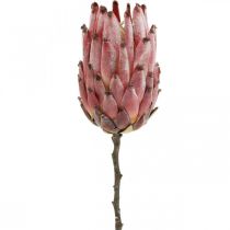 Dirbtinė Protea Red Exotic dirbtinė gėlė H55cm