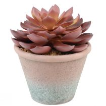 daiktų Sultingas augalas vazone Echeveria dirbtinės raudonos vintage Ø15cm H16cm