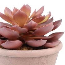 daiktų Sultingas augalas vazone Echeveria dirbtinės raudonos vintage Ø15cm H16cm