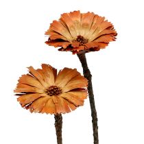 daiktų Repens Rosette Natural 6-7cm 50 vnt