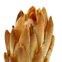 Repens kremas 25vnt
