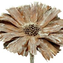 daiktų Protea rozetė 8-9cm balta skalbta 25 vnt