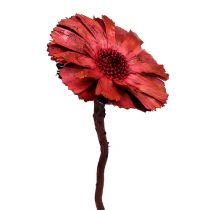 daiktų Repens Rosette Erika 8cm - 9cm 25 vnt