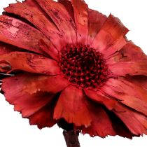 daiktų Repens Rosette Erika 8cm - 9cm 25 vnt